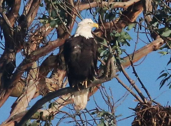 bald eagle twin lakes santa cruz