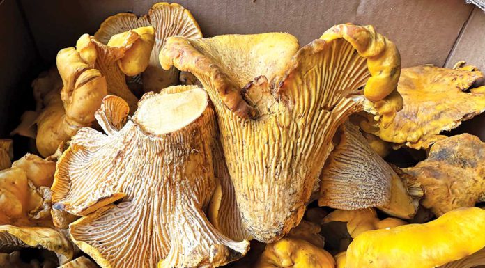 Chanterelle mushrooms