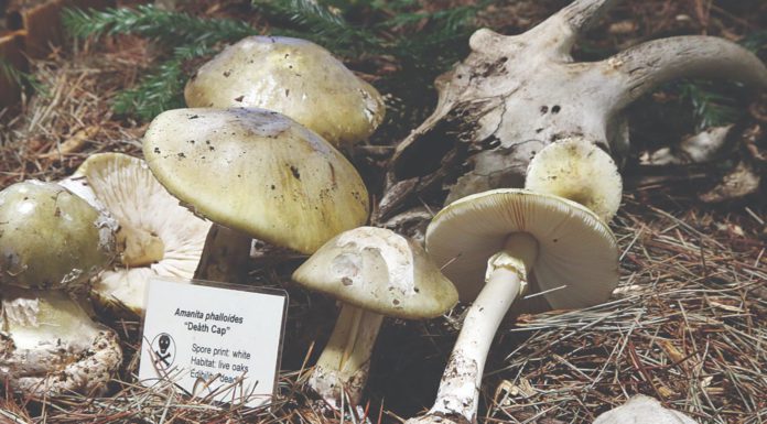 santa cruz fungus fair