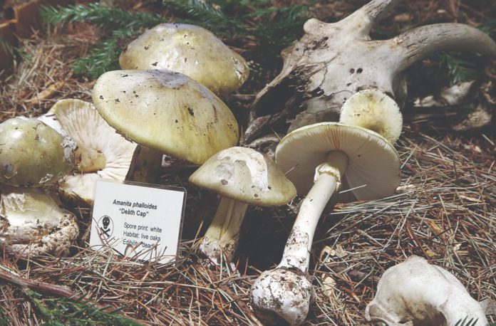 santa cruz fungus fair