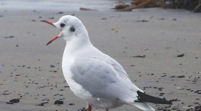 black-headed gull rio del mar state beach