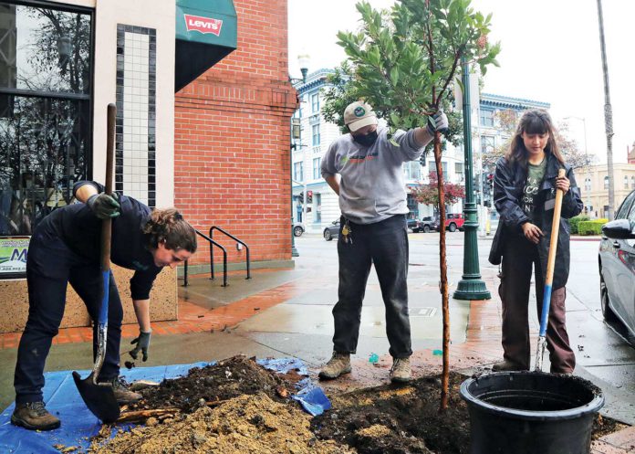 downtown watsonville tree planting