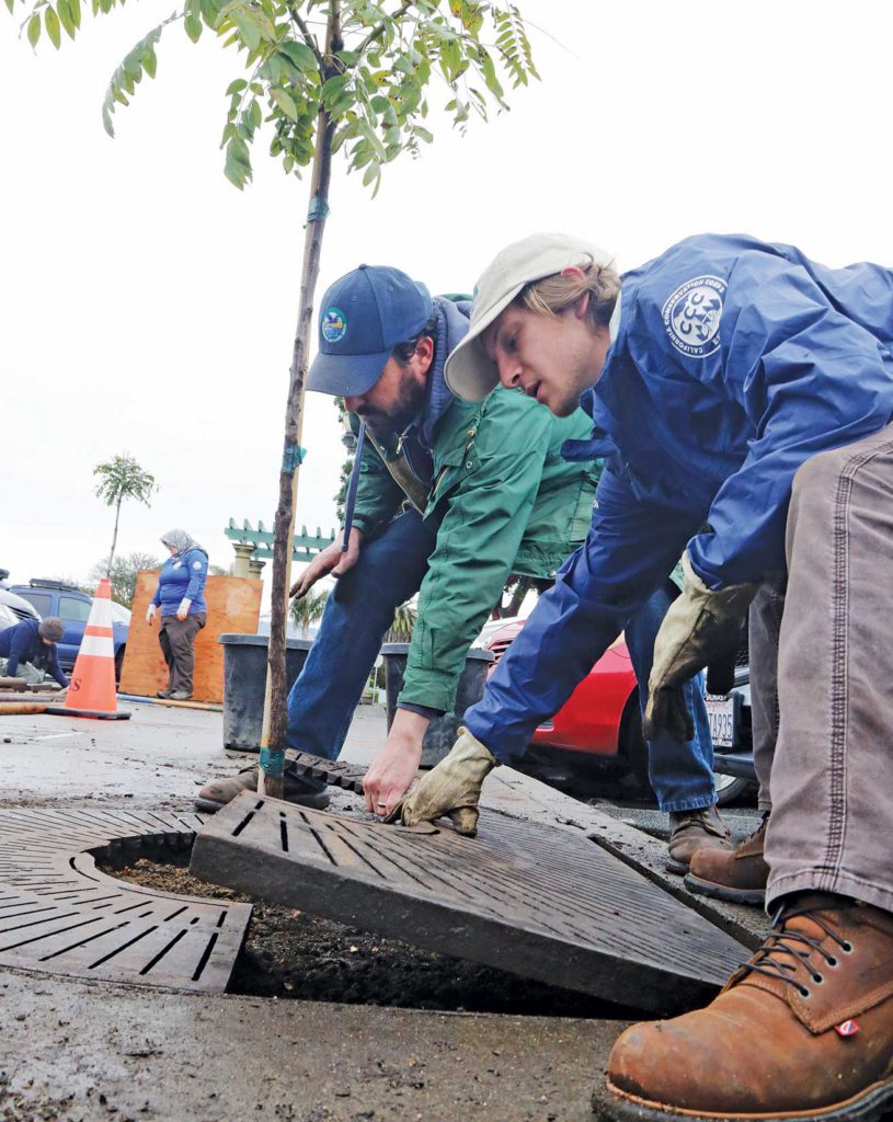 downtown watsonville tree planting