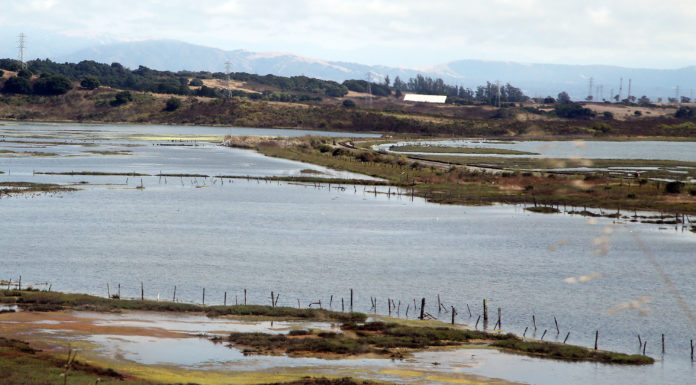 Elkhorn Slough, other natural areas, receive $71M grant for climate resilience