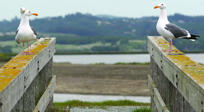 $12 million campaign aims to secure Elkhorn Slough