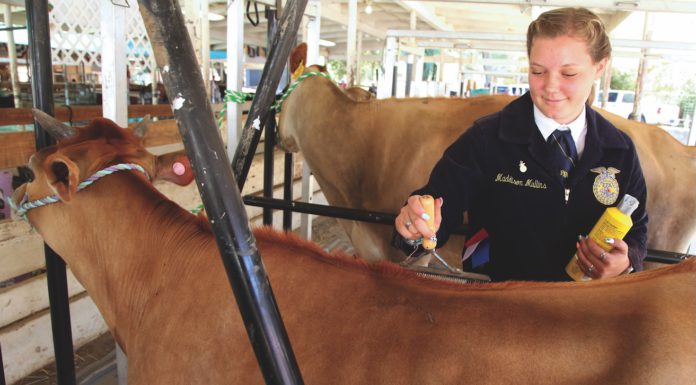 Santa Cruz County Fair seeking a new CEO