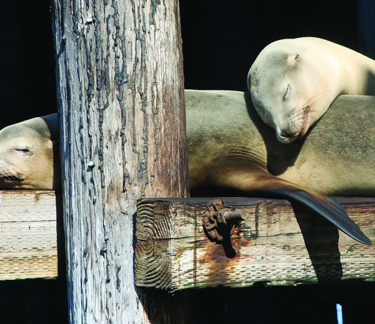 Photo Gallery April 11, 2025