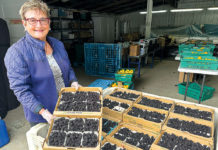 Prevedelli Farms Approaches 80 Years Woman holding a flat of berries in a berry warehouse
