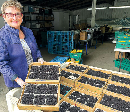 Prevedelli Farms Approaches 80 Years Woman holding a flat of berries in a berry warehouse