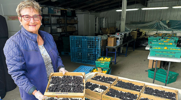 Prevedelli Farms Approaches 80 Years Woman holding a flat of berries in a berry warehouse
